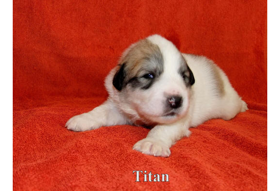 Titan a (11)